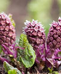 Attēlu rezultāti vaicājumam “Petasites hybridus flower”
