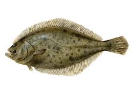 Image result for Paralichthys dentatus