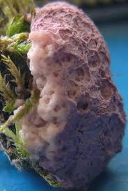 Attēlu rezultāti vaicājumam “Fuligo septica var. candida”