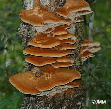 Attēlu rezultāti vaicājumam “Inonotus rheades”