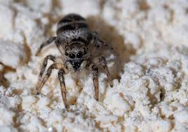 Attēlu rezultāti vaicājumam “Salticus scenicus”