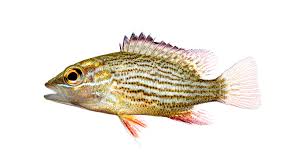 Image result for Lutjanus griseus