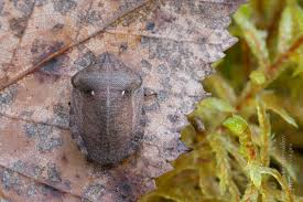 Attēlu rezultāti vaicājumam “Eurygaster testudinaria”