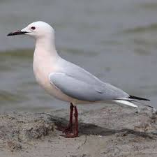 Image result for Chroicocephalus genei