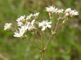 Attēlu rezultāti vaicājumam “Gypsophila fastigiata bud”
