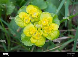 Attēlu rezultāti vaicājumam “Chrysosplenium alternifolium fruit”
