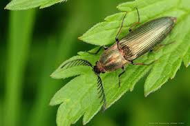 Attēlu rezultāti vaicājumam “Ctenicera pectinicornis male”