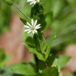 Attēlu rezultāti vaicājumam “Stellaria crassifolia”
