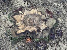 Attēlu rezultāti vaicājumam “Diderma testaceum sessile”