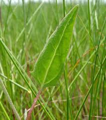 Attēlu rezultāti vaicājumam “Atriplex calotheca leaf”