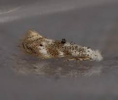 Attēlu rezultāti vaicājumam “Bucculatrix rhamniella”