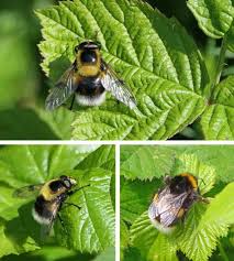 Attēlu rezultāti vaicājumam “Volucella bombylans”