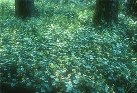 Attēlu rezultāti vaicājumam “Lamiastrum galeobdolon leaf”