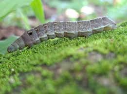 Attēlu rezultāti vaicājumam “Deilephila elpenor larva”