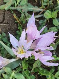 Attēlu rezultāti vaicājumam “Colchicum szovitsii subsp. szovitsii flower”