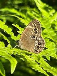 Attēlu rezultāti vaicājumam “Lopinga achine”