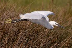 Image result for Egretta garzetta