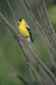 Attēlu rezultāti vaicājumam “Fringillidae”