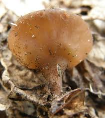 Attēlu rezultāti vaicājumam “Dumontinia tuberosa”