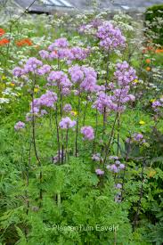 Attēlu rezultāti vaicājumam “Thalictrum”