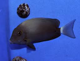 Image result for Acanthurus blochii