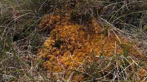 Attēlu rezultāti vaicājumam “Sphagnum austinii”