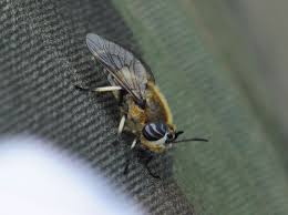 Attēlu rezultāti vaicājumam “Phalonidea permixtana”