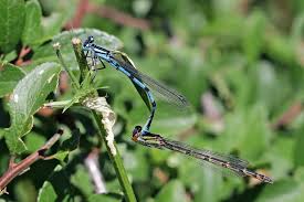 Attēlu rezultāti vaicājumam “Enallagma cyathigerum”