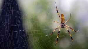 Image result for spider