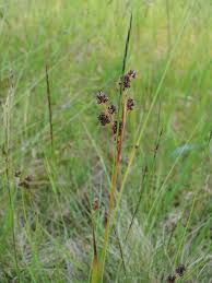Attēlu rezultāti vaicājumam “Luzula multiflora”