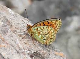 Attēlu rezultāti vaicājumam “Argynnis niobe”