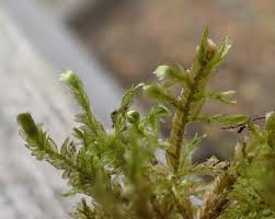 Attēlu rezultāti vaicājumam “Neckera complanata”