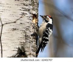 Attēlu rezultāti vaicājumam “Dendrocopos minor female”