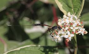 Attēlu rezultāti vaicājumam “Gasteruption jaculator imago”