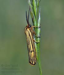 Attēlu rezultāti vaicājumam “Spiris striata”