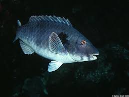 Image result for Sparisoma cretense