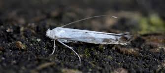 Attēlu rezultāti vaicājumam “Lyonetiidae”