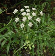 Attēlu rezultāti vaicājumam “Sium latifolium flower”