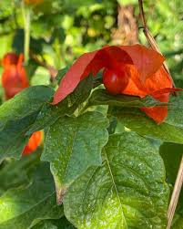 Attēlu rezultāti vaicājumam “Physalis alkekengi leaf”