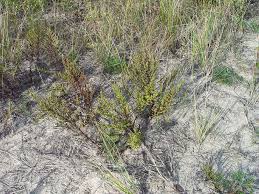Image result for Artemisia caudata