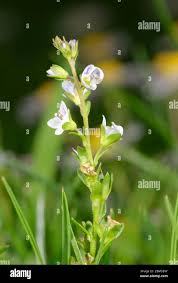Attēlu rezultāti vaicājumam “Veronica serpyllifolia flower”