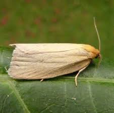 Attēlu rezultāti vaicājumam “Aphelia paleana larva”