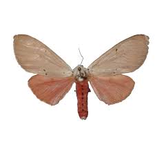 Attēlu rezultāti vaicājumam “Spilosoma sp.”