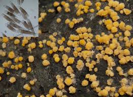 Attēlu rezultāti vaicājumam “Bactridium flavum”