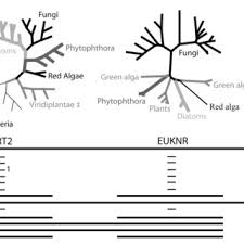 Attēlu rezultāti vaicājumam “Ophiostoma polyporicola”