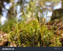 Attēlu rezultāti vaicājumam “Dicranum polysetum”