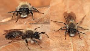 Attēlu rezultāti vaicājumam “Andrena vaga”
