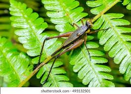 Attēlu rezultāti vaicājumam “Gryllus domesticus”