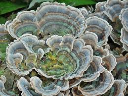 Attēlu rezultāti vaicājumam “Trametes ochracea”