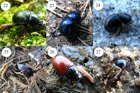 Attēlu rezultāti vaicājumam “Ceruchus chrysomelinus imago”